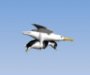 Albatros ve Penguen game